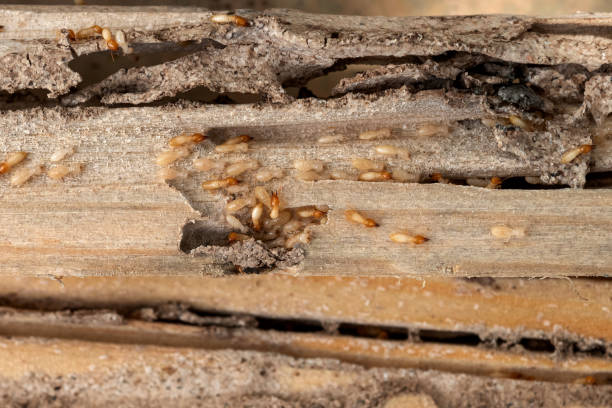 Best Best Pest Control Companies  in Lewisburg, KY